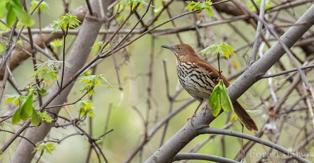 Brown Thrasher - Forest Botial-Jarvis