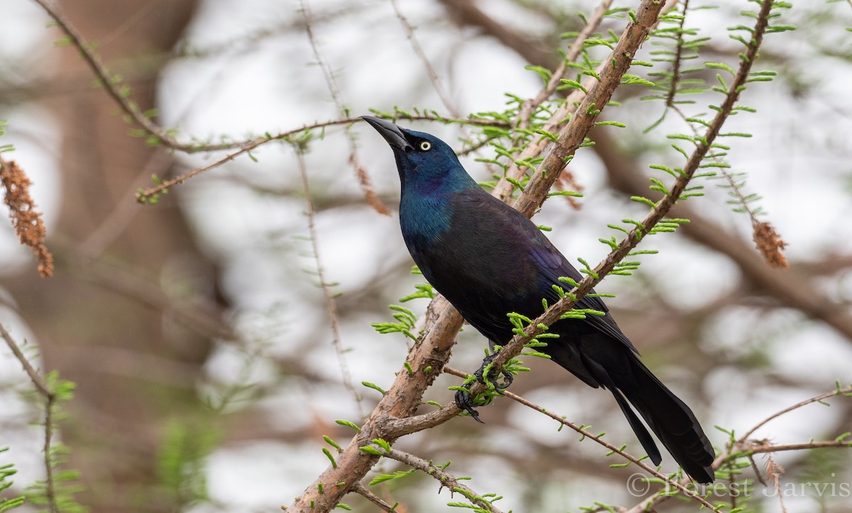 Common Grackle - Forest Botial-Jarvis