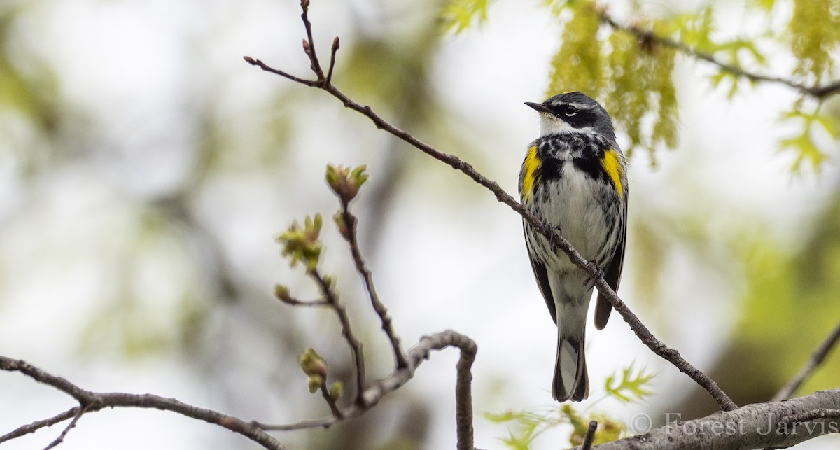 Yellow-rumped Warbler (Myrtle) - Forest Botial-Jarvis