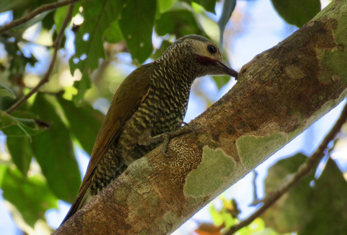 Gray-crowned Woodpecker - ML150985991