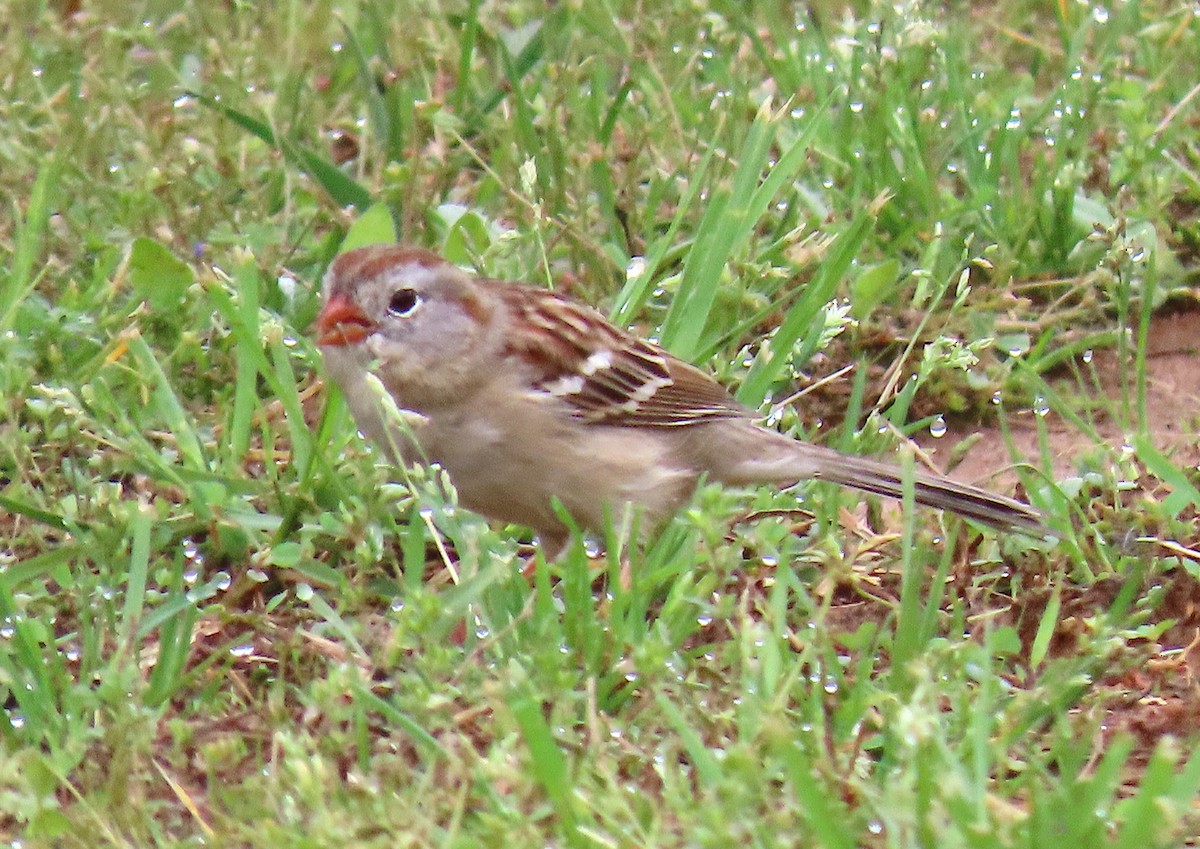 Field Sparrow - ML150987111