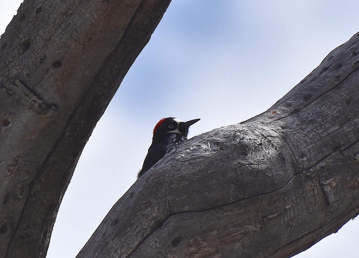 Acorn Woodpecker - Owen Sinkus