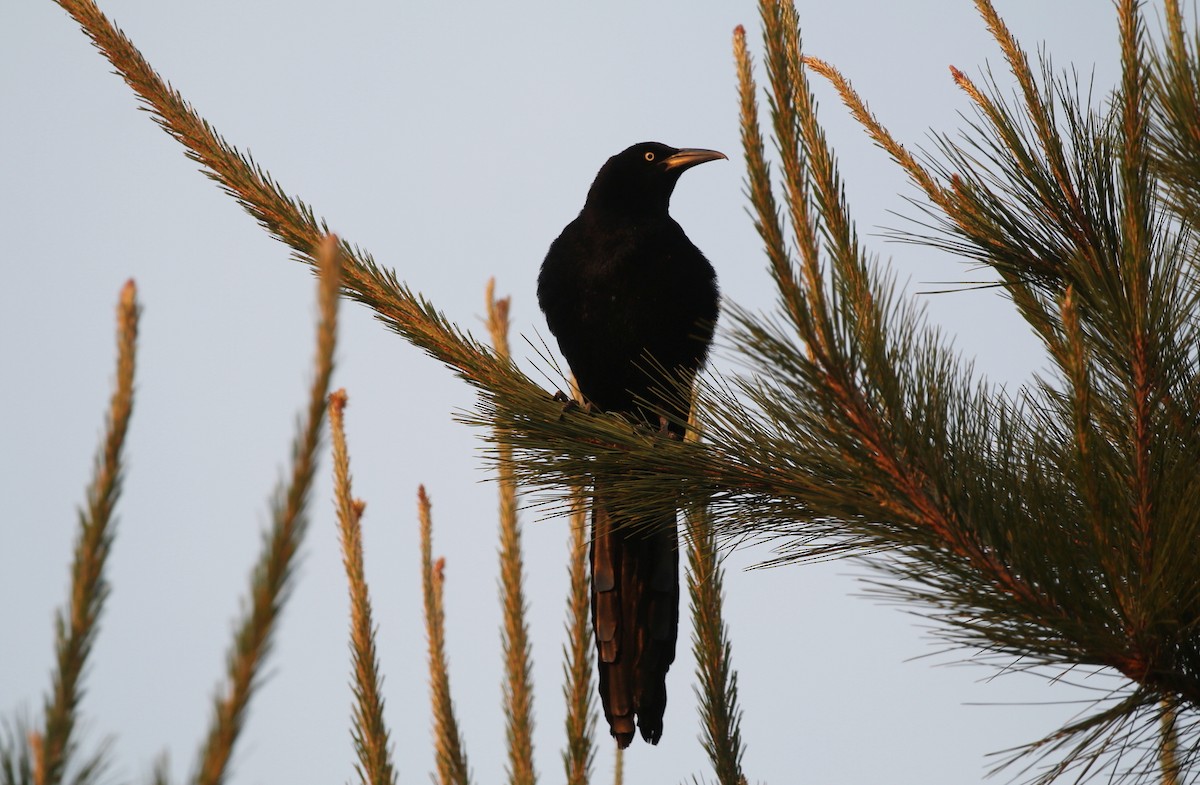 Great-tailed Grackle (Great-tailed) - ML150987991