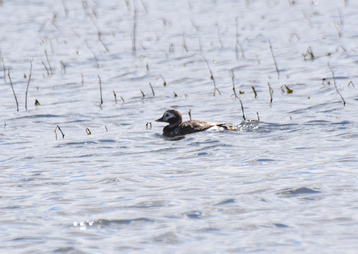 Long-tailed Duck - Owen Sinkus