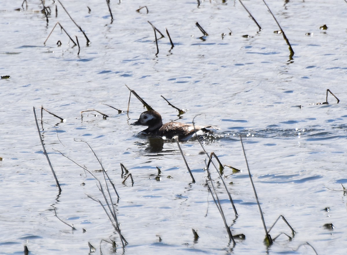 Long-tailed Duck - Owen Sinkus