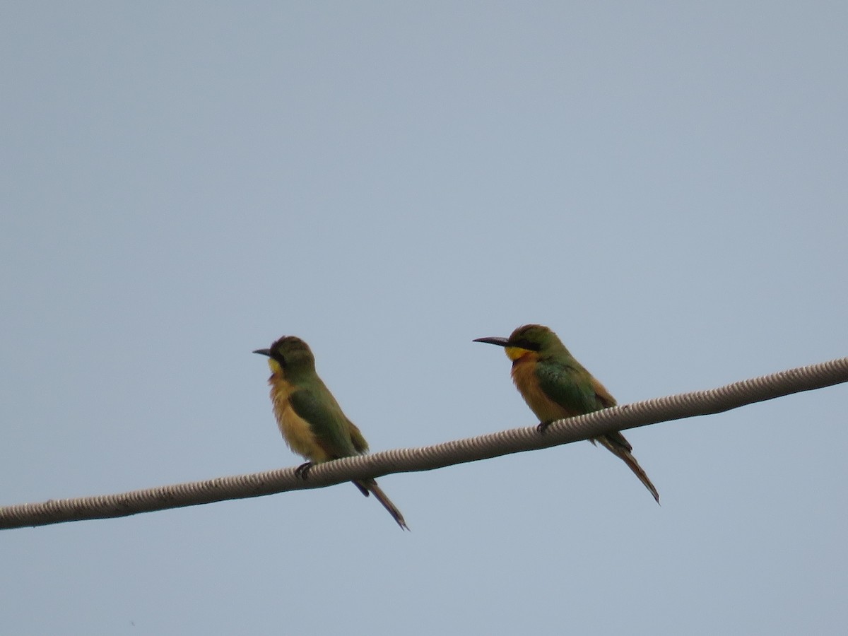 Little Bee-eater - ML150989281