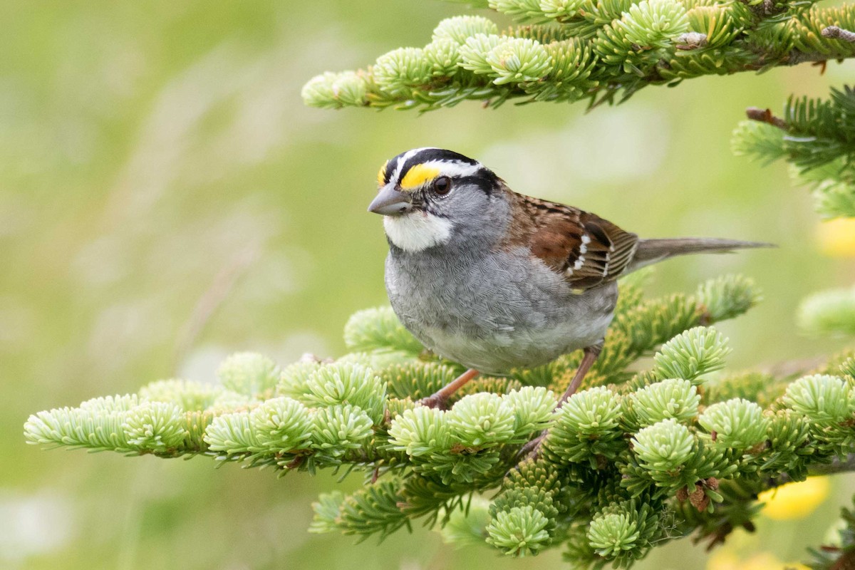 White-throated Sparrow - ML150991641