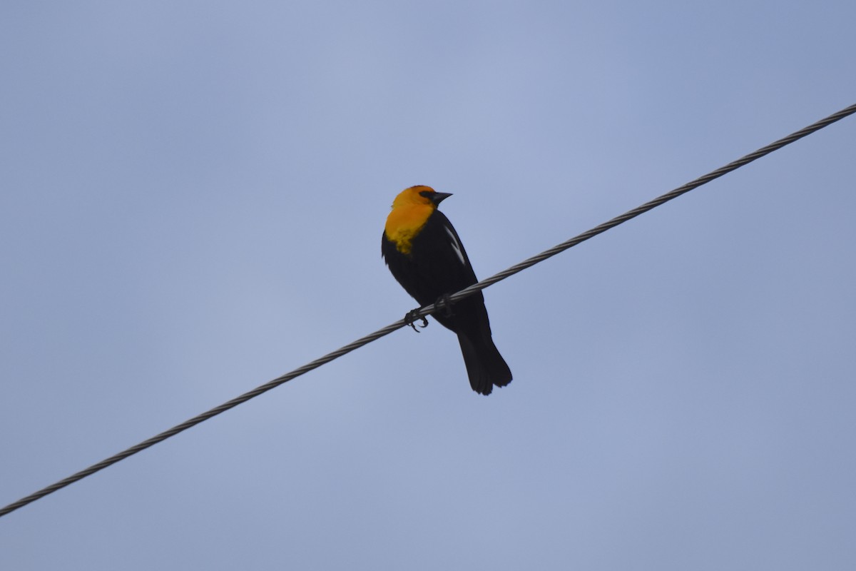Yellow-headed Blackbird - Owen Sinkus