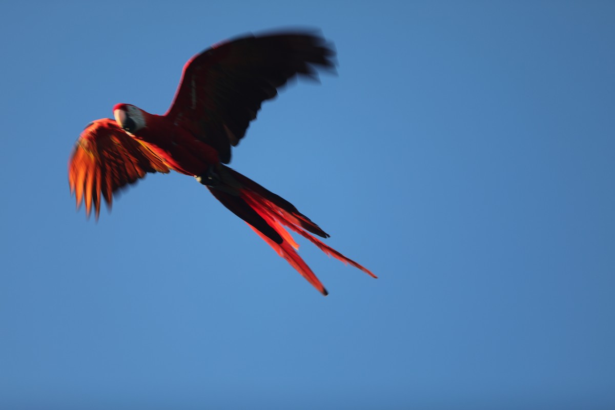 Scarlet Macaw - E Ellis