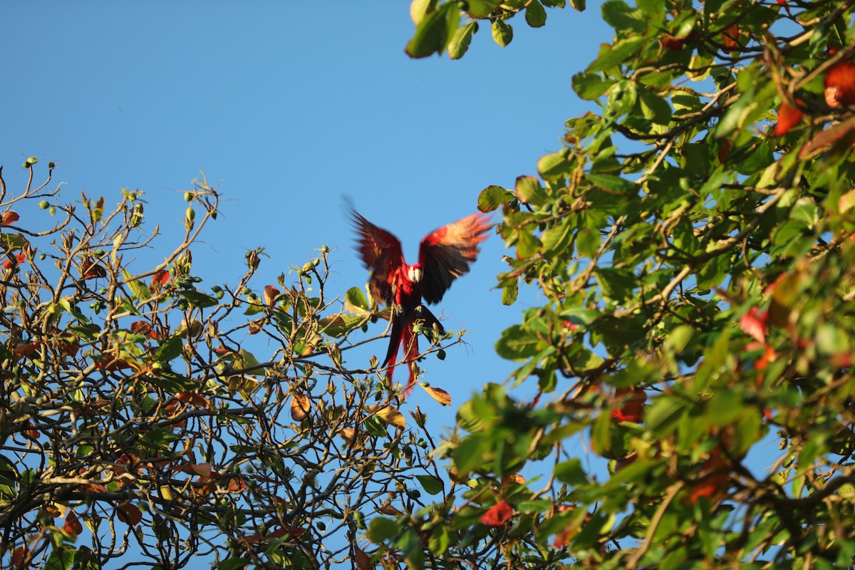 Scarlet Macaw - E Ellis