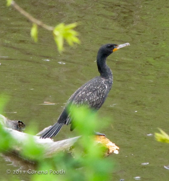 Double-crested Cormorant - Carena Pooth