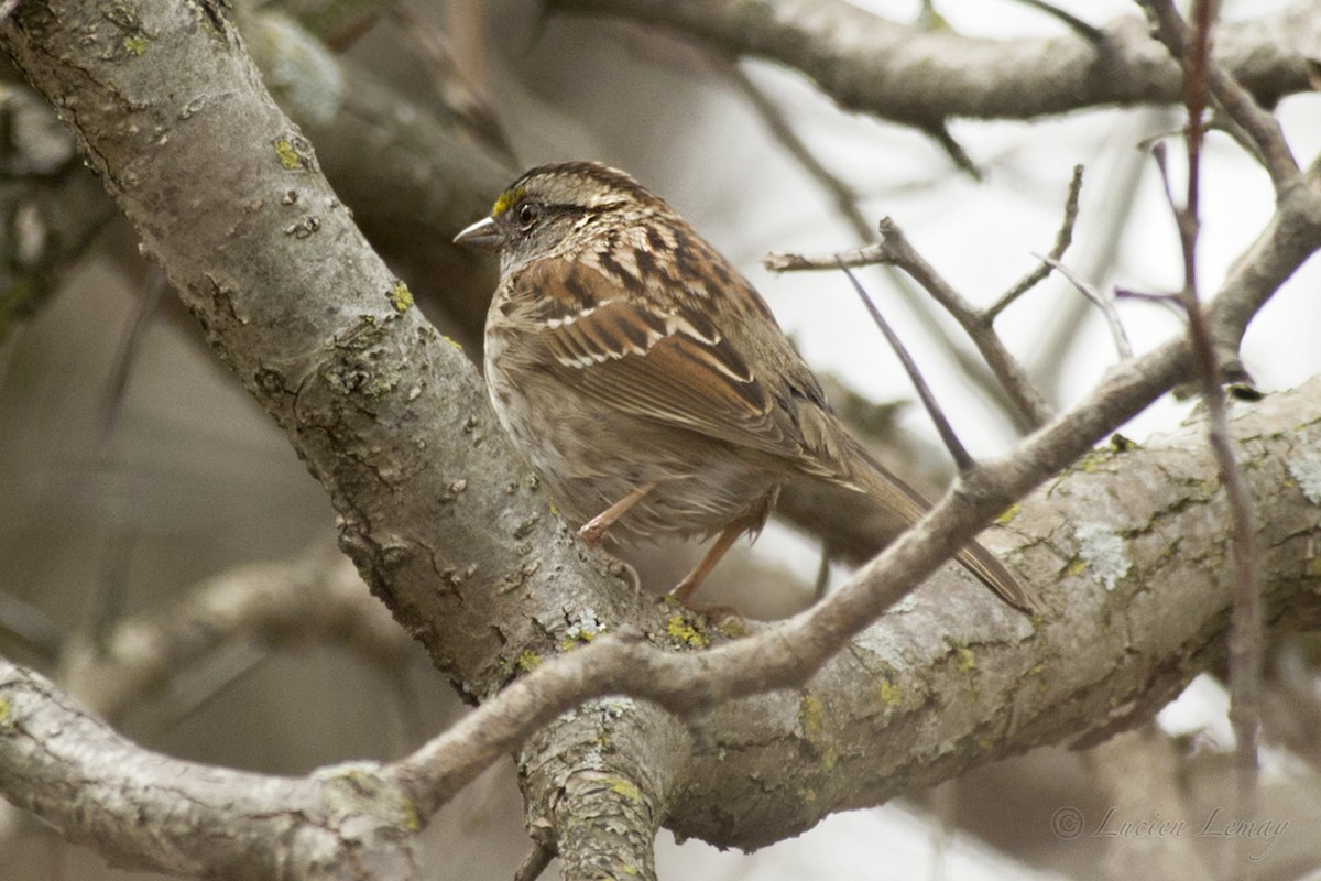 White-throated Sparrow - ML150994581