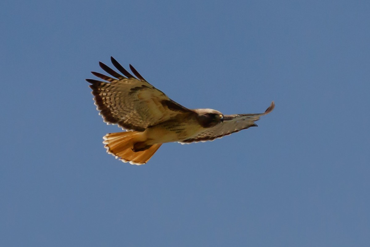 Red-tailed Hawk (calurus/alascensis) - ML150994841
