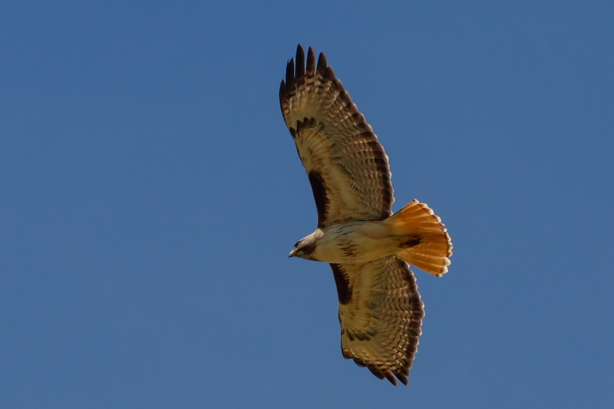 Red-tailed Hawk (calurus/alascensis) - Carole Rose