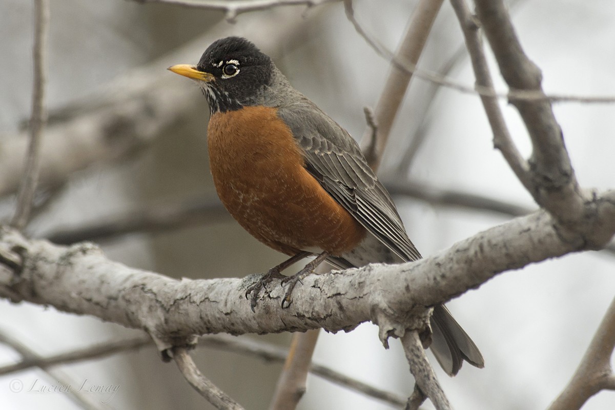 American Robin - Lucien Lemay