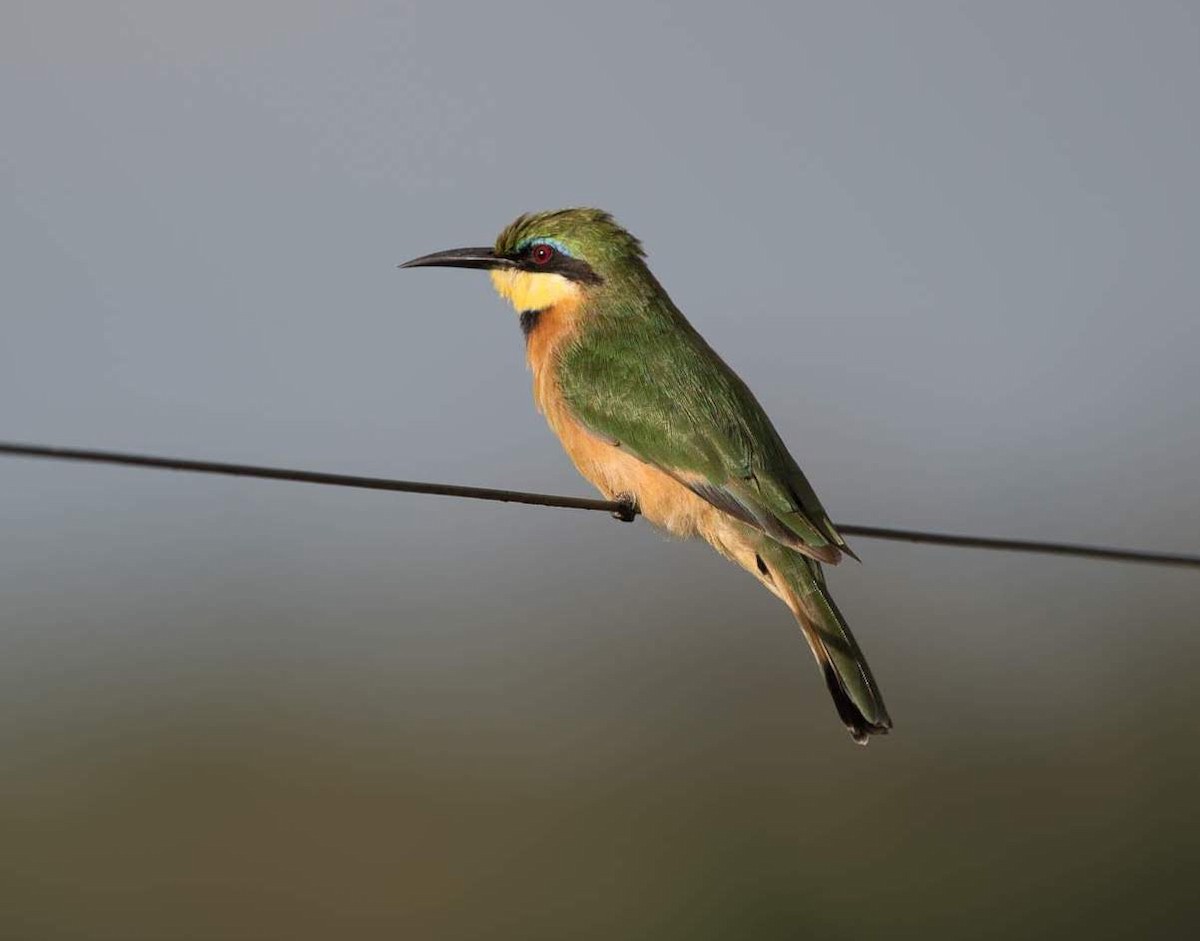Little Bee-eater - ML150995171