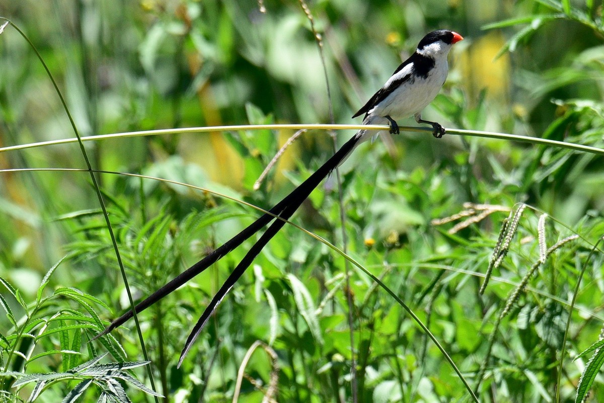Pin-tailed Whydah - Laurie Kleespies
