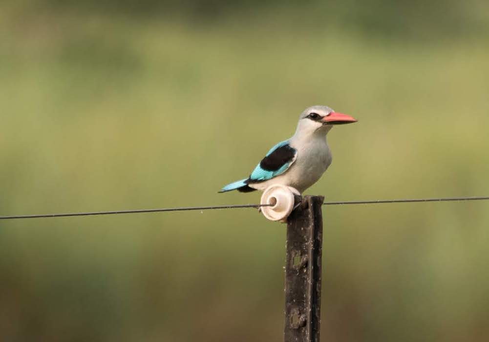 Woodland Kingfisher - Nick Simon