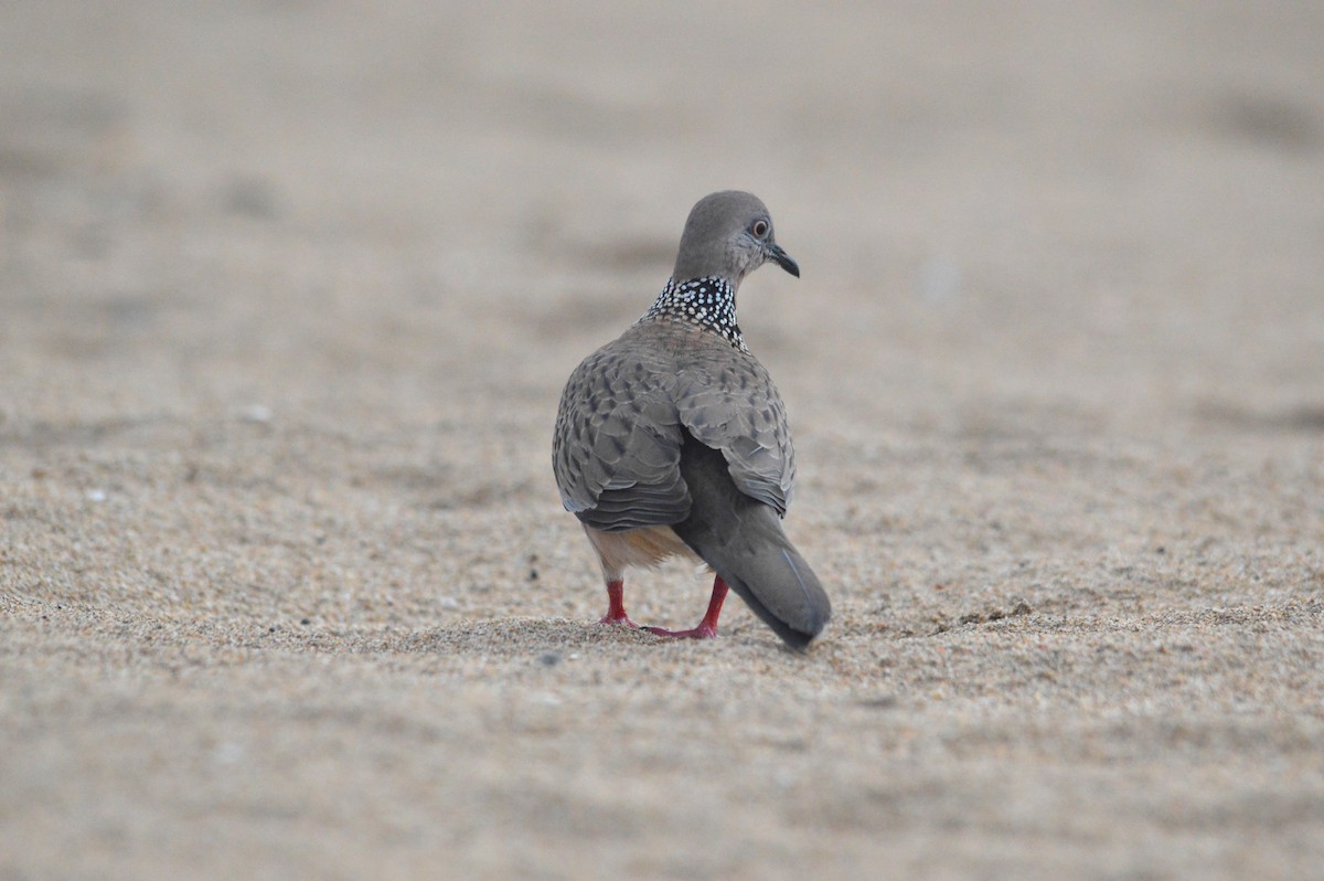 Spotted Dove - ML150995971