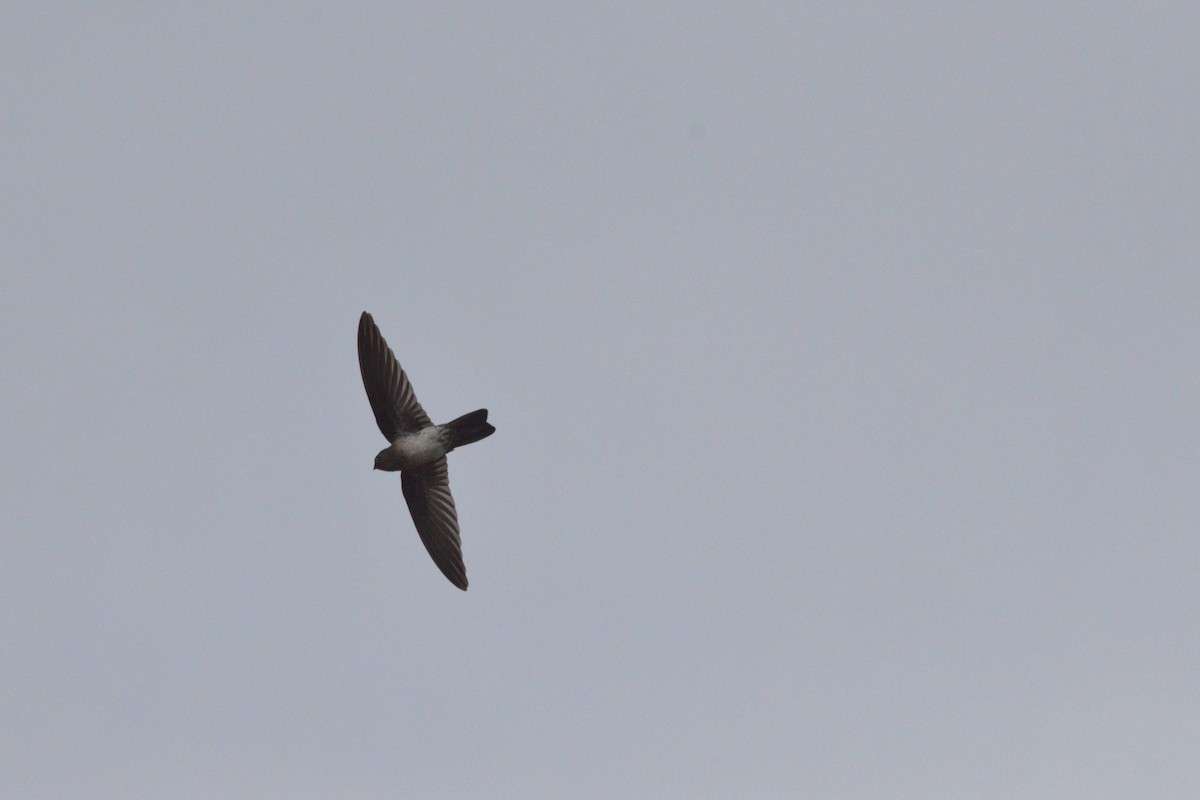 Cave Swiftlet - ML150996001