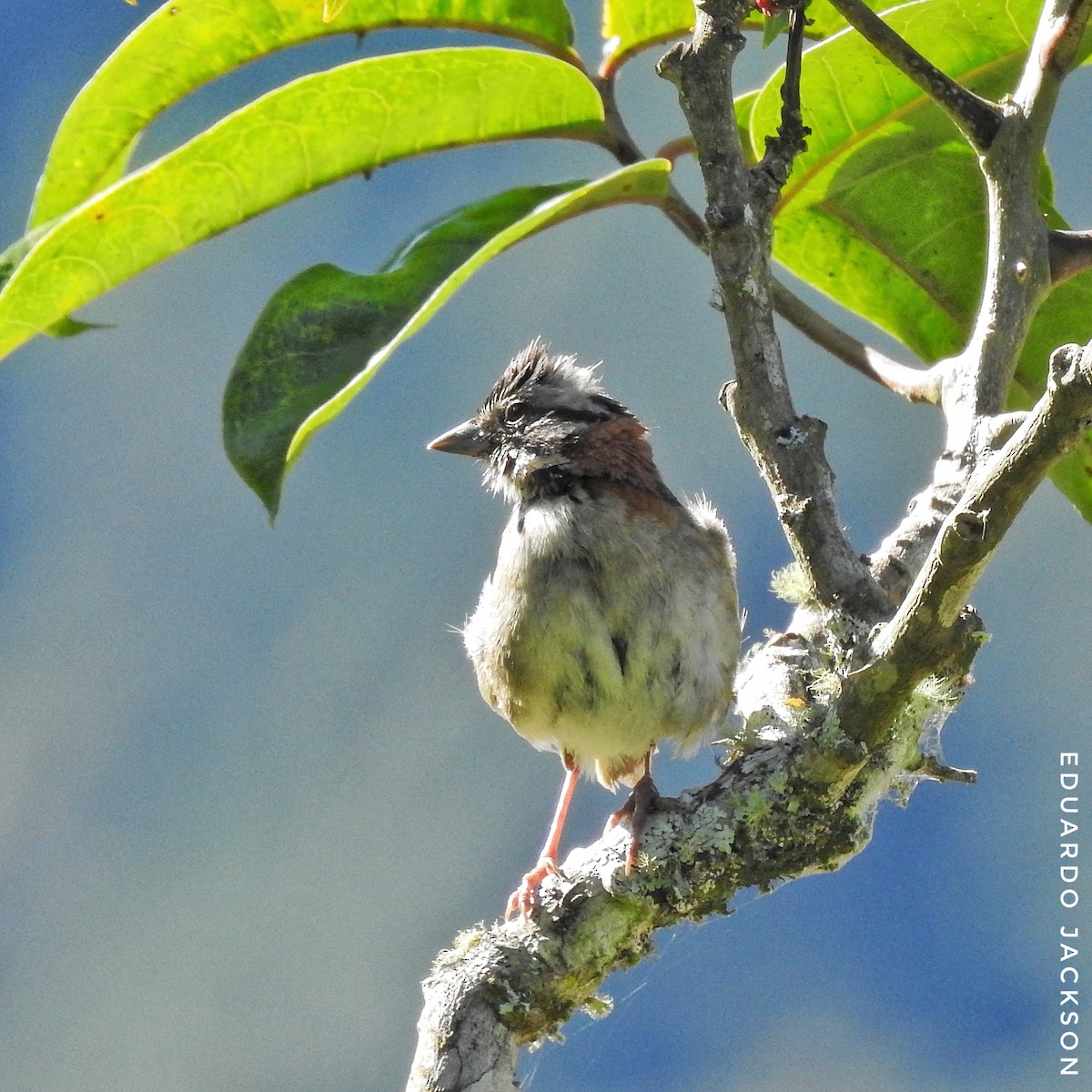 Rufous-collared Sparrow - Eduardo  Jackson
