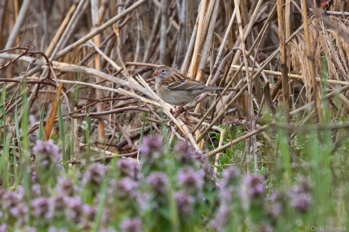 Field Sparrow - ML150999301