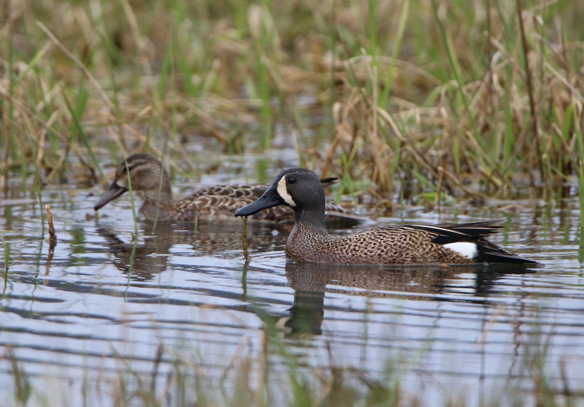 Blue-winged Teal - ML151001481