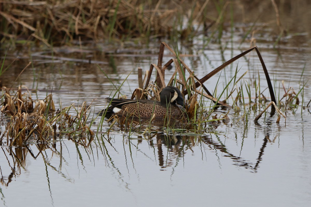 Blue-winged Teal - ML151001551