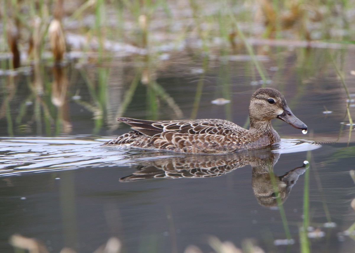 Blue-winged Teal - ML151001721