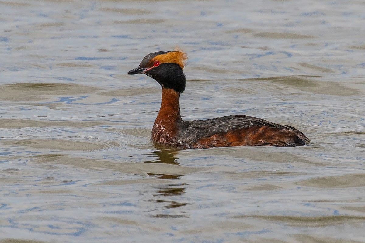 Horned Grebe - Eric Peterson