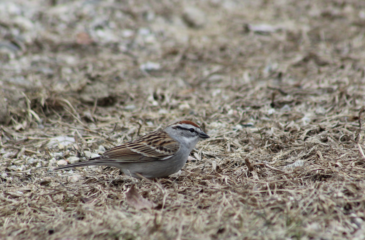 Chipping Sparrow - ML151014031