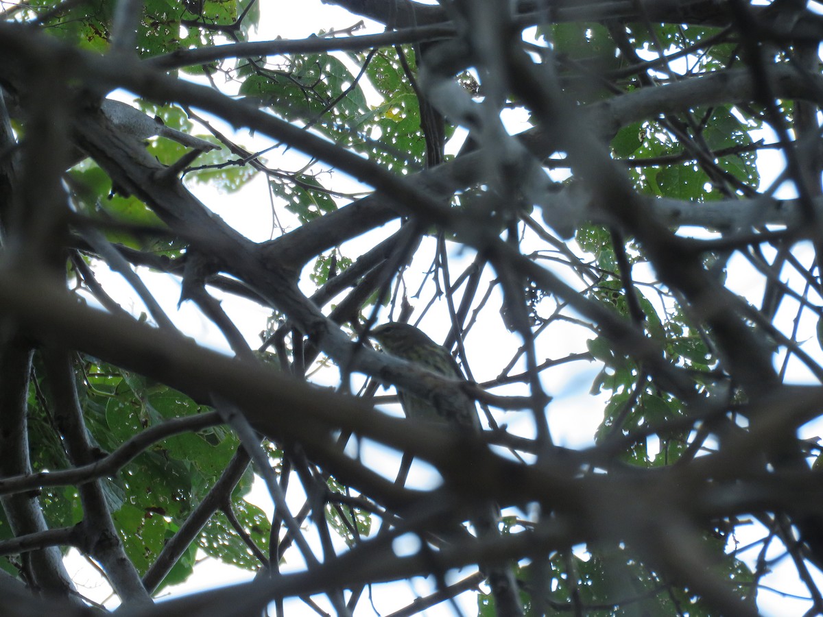 Cape May Warbler - robert wellens