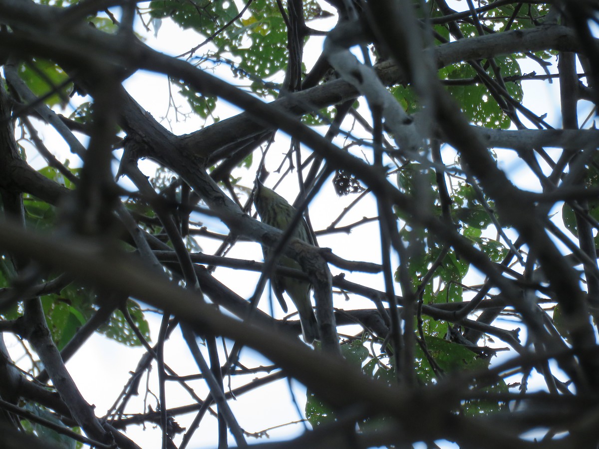 Cape May Warbler - robert wellens