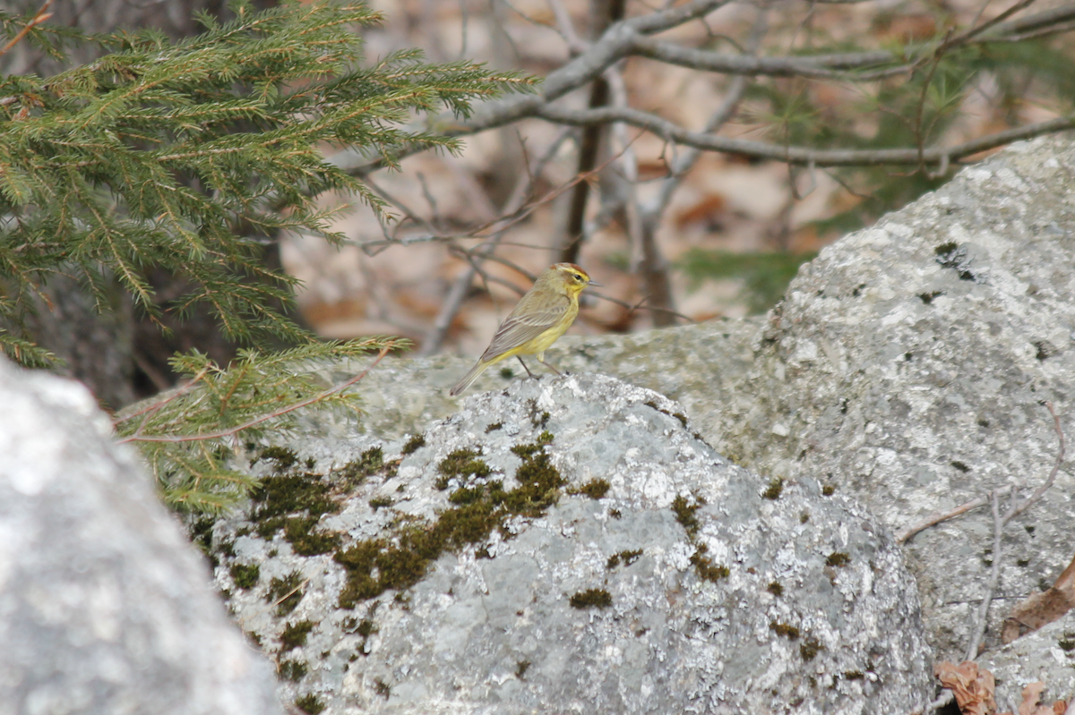 lesňáček bažinný (ssp. hypochrysea) - ML151015831