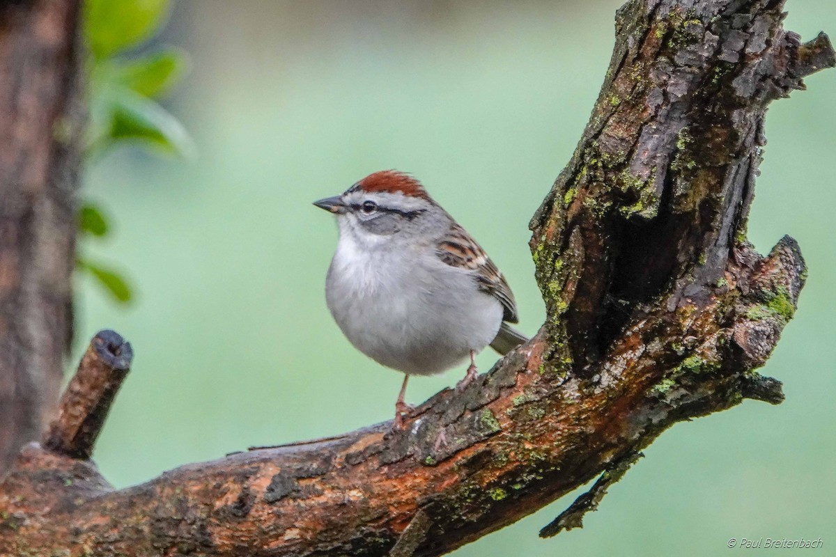 Chipping Sparrow - ML151016291