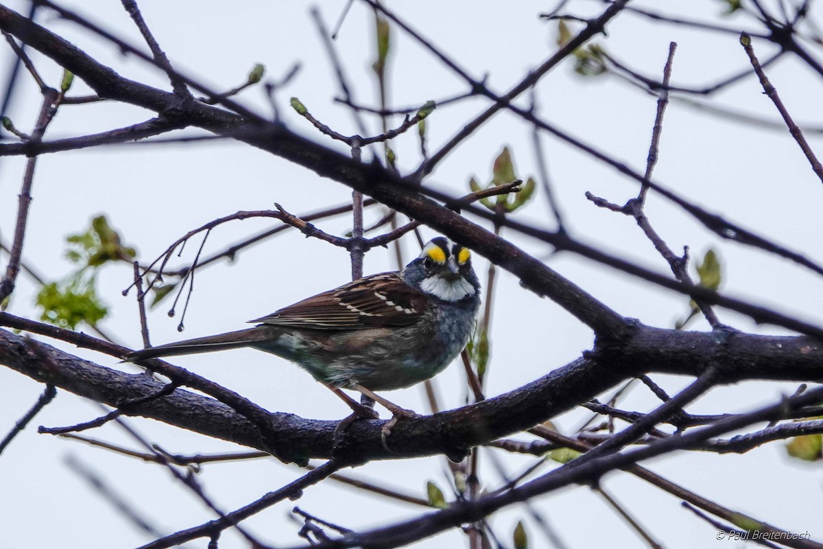 White-throated Sparrow - Paul Breitenbach