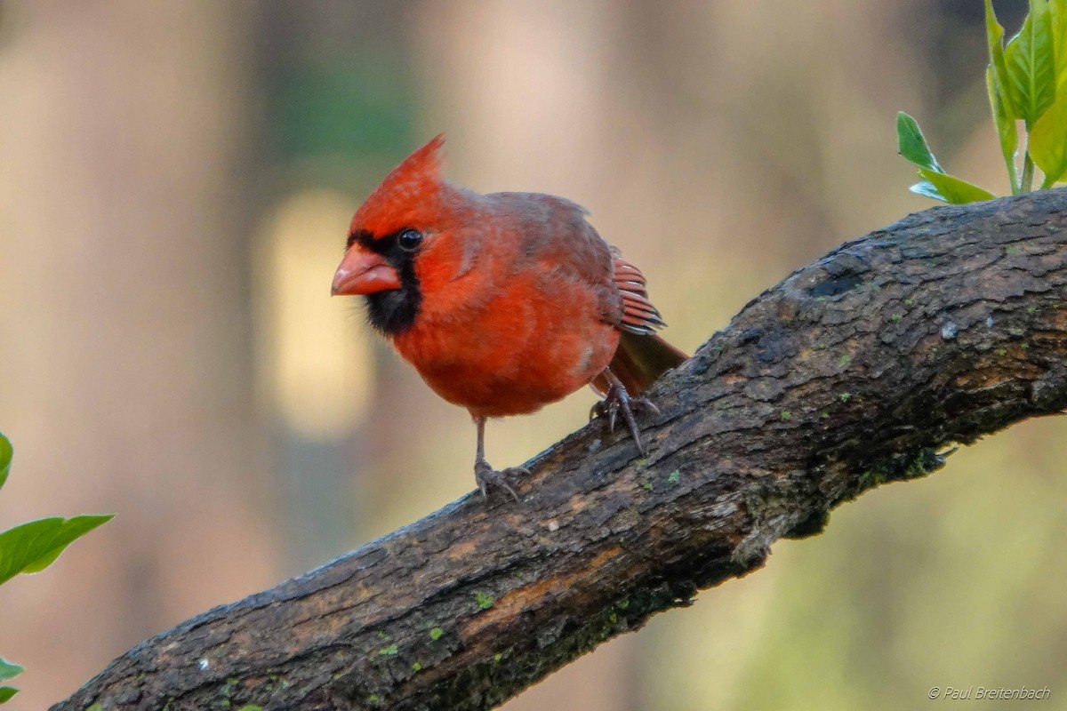 Northern Cardinal (Common) - Paul Breitenbach