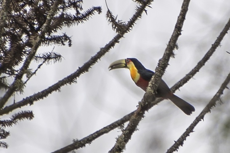Red-breasted Toucan - ML151017611