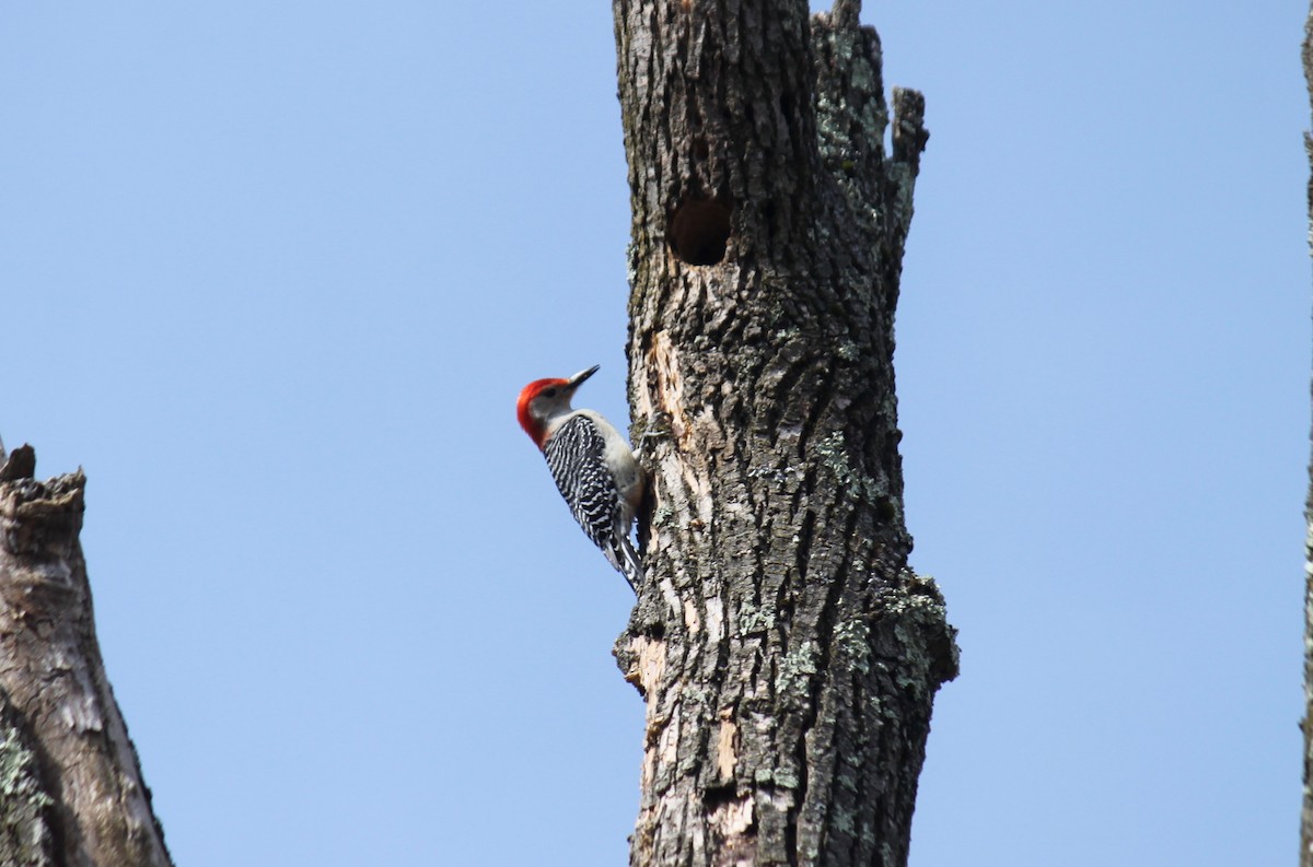 Red-bellied Woodpecker - Fred Seifert