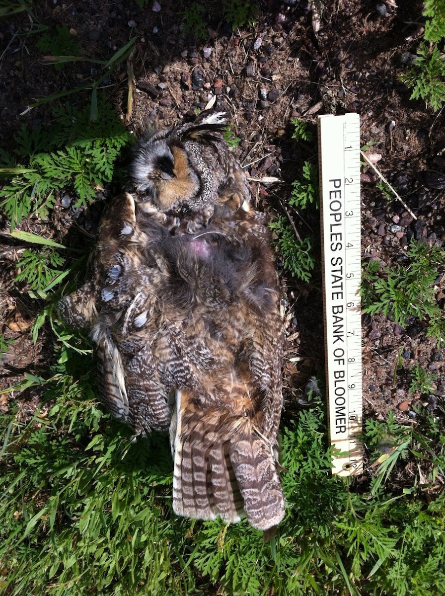 Long-eared Owl - pamela hoyland