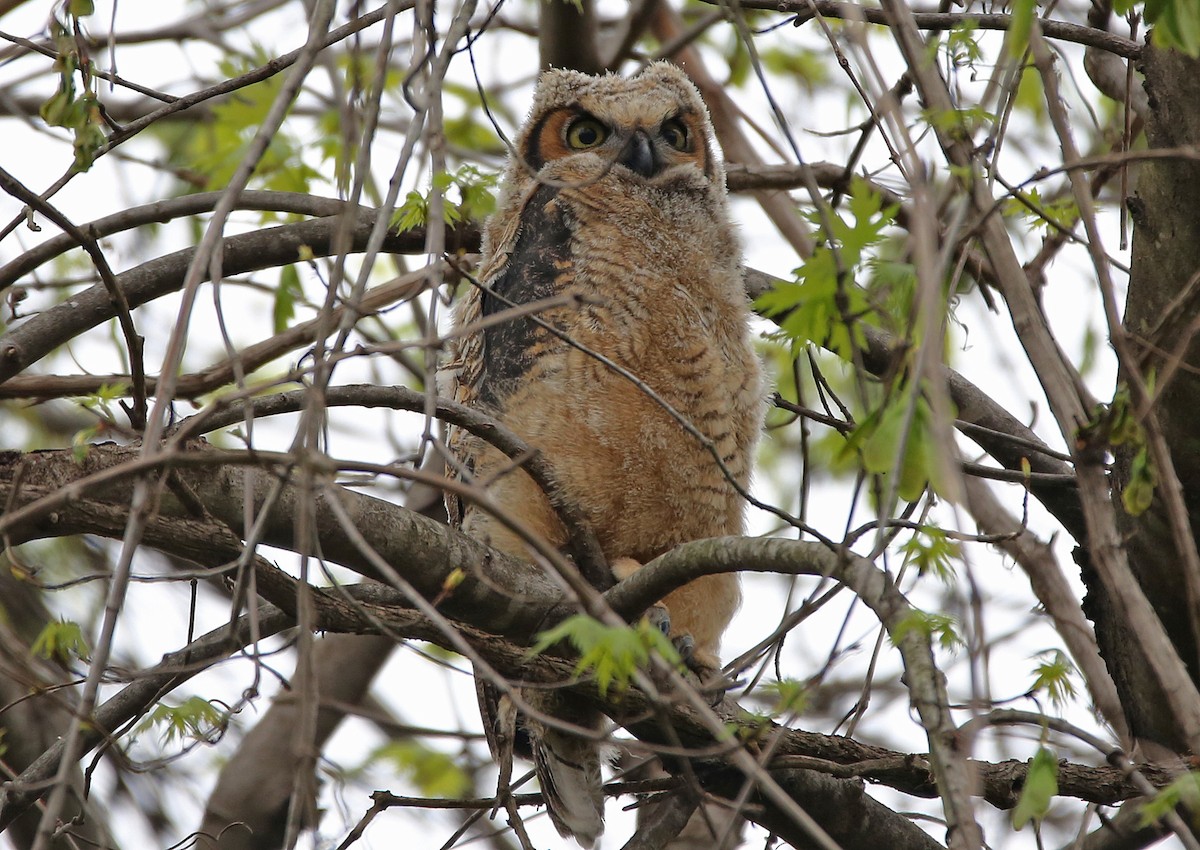 Great Horned Owl - Gene Ricks