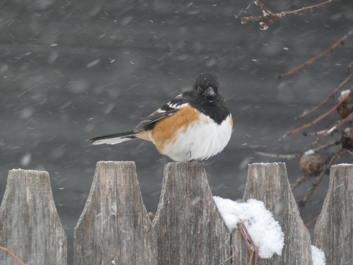Spotted Towhee - ML151020921