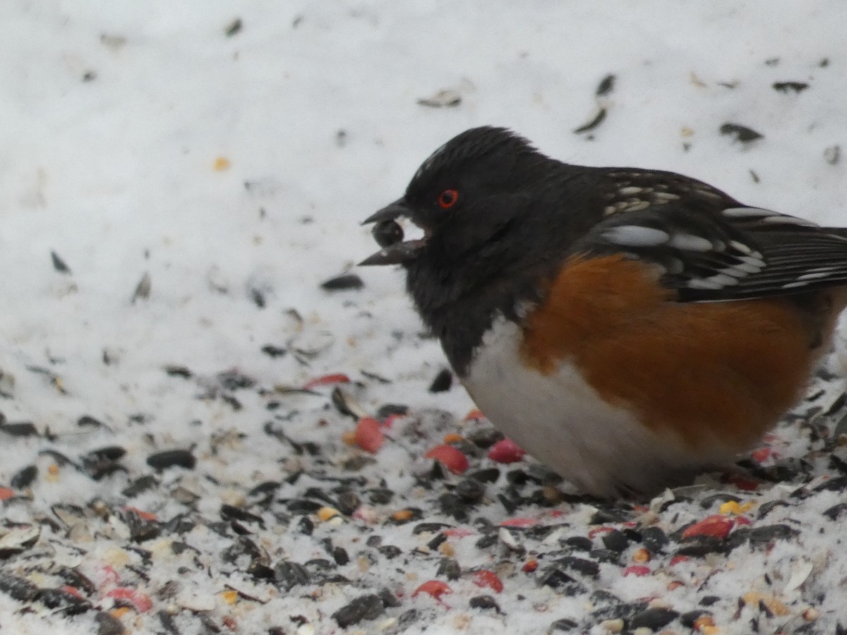 Spotted Towhee - ML151020931