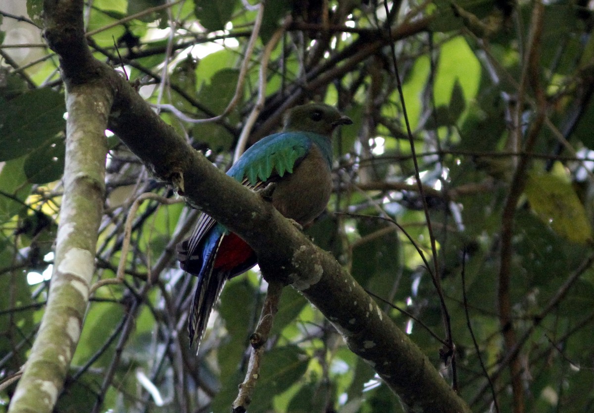Quetzal Guatemalteco - ML151023141