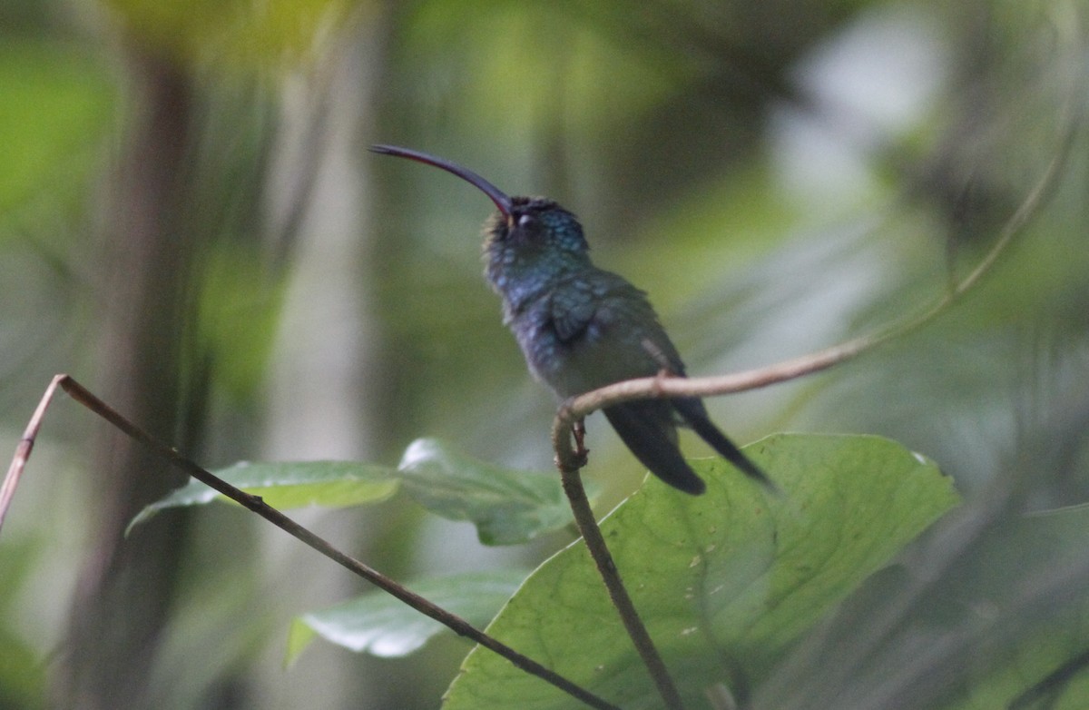 kolibřík šedobřichý - ML151024281