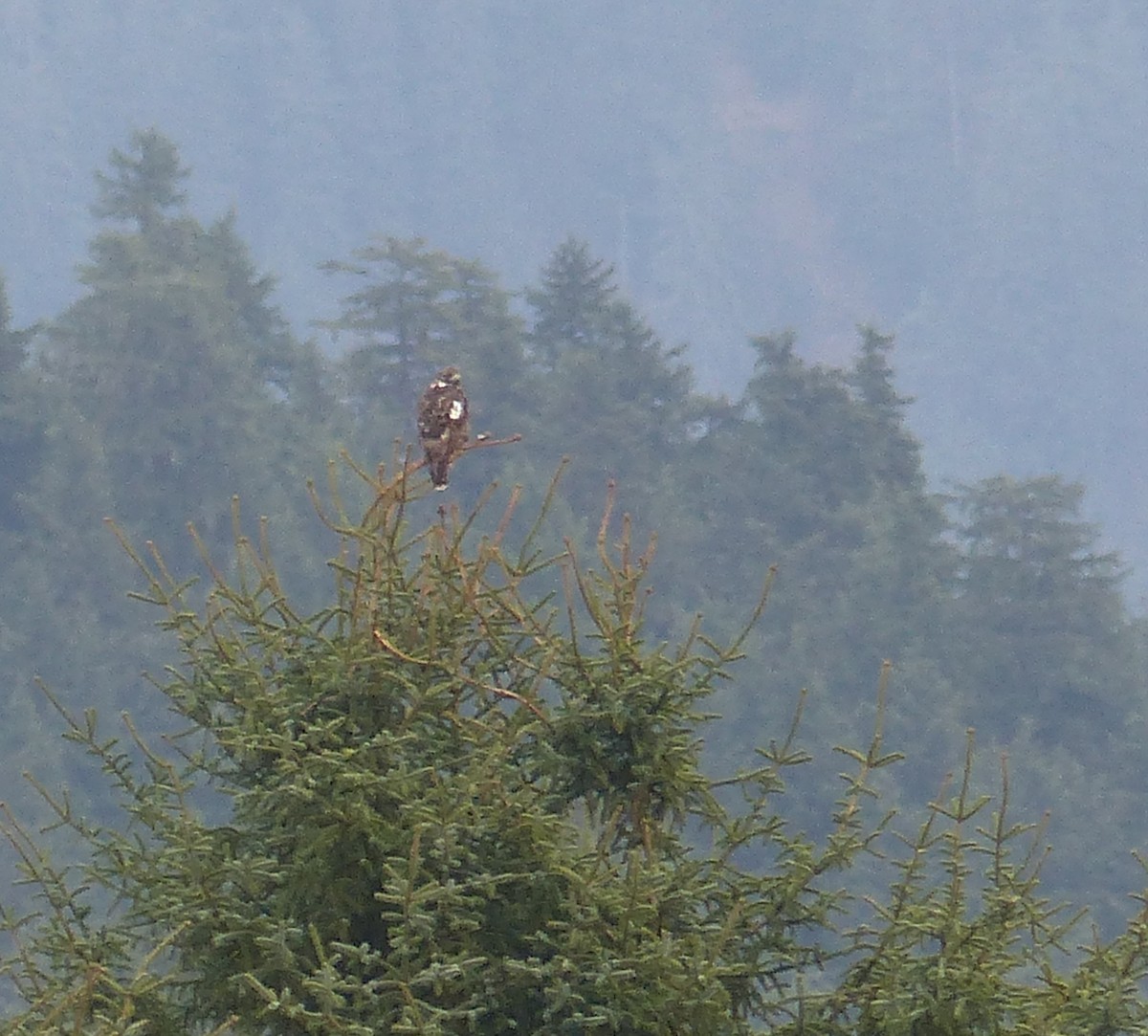Red-tailed Hawk (Harlan's) - ML151024481