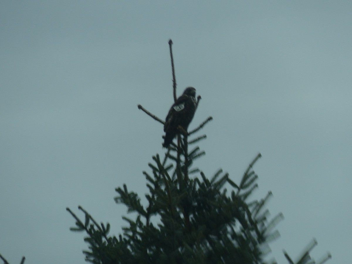 Red-tailed Hawk (Harlan's) - ML151024501