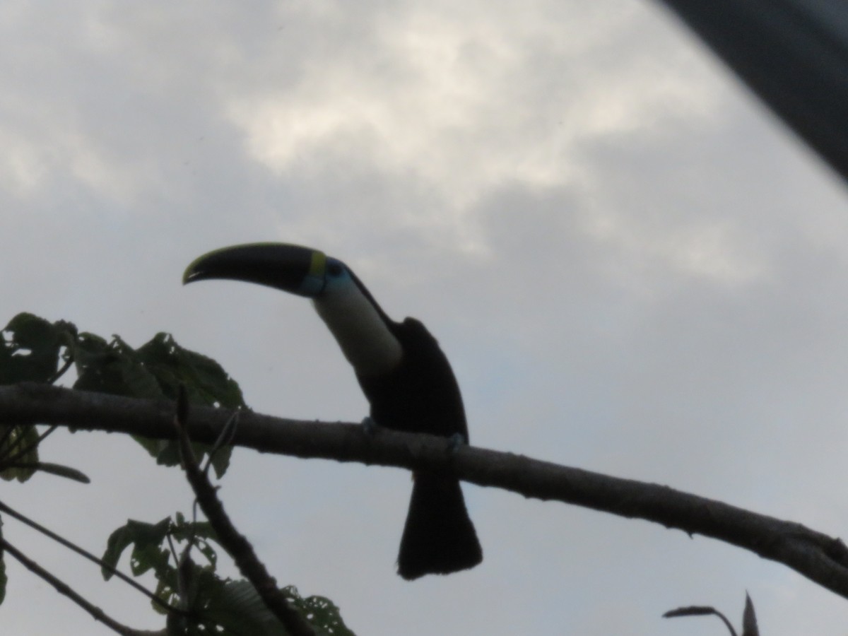White-throated Toucan - Alexander  Torres
