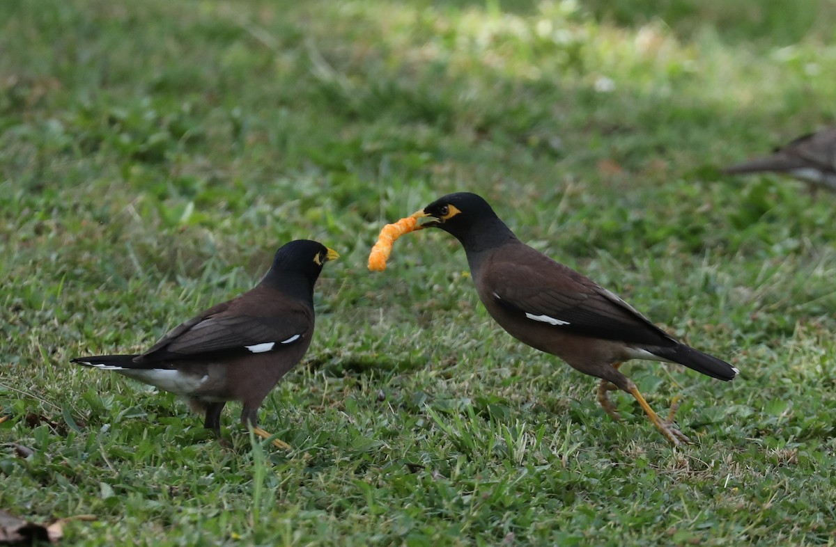 Common Myna - Howard Patterson