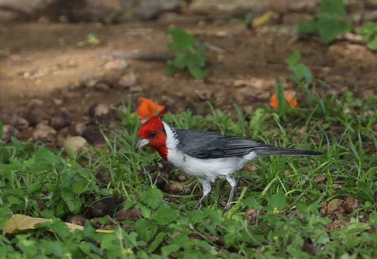 Red-crested Cardinal - Howard Patterson